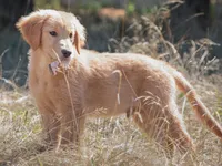 Widget, a male Golden Retriever for sale in Eugene, OR – 1 of 9