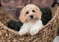 Ladybug, a female Miniature Goldendoodle for sale in Eugene, OR – 5 of 7