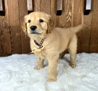 Gubbins, a male Golden Retriever for sale in Eugene, OR – 5 of 8