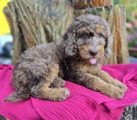 February | Medium 35-40#, a female English Goldendoodle for sale in Eugene, OR – 5 of 7