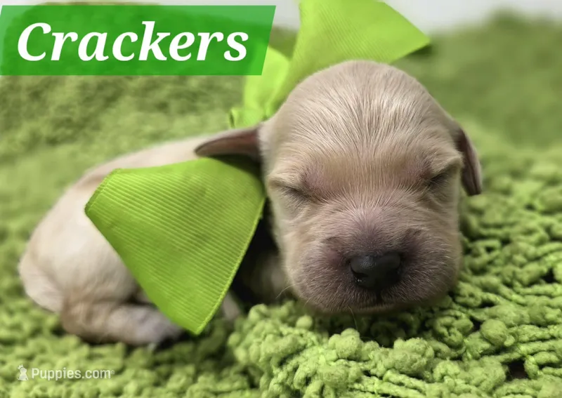 Crackers – Goldendoodle puppy for sale in Eugene, OR