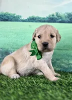 Crackers, a male Goldendoodle for sale in Eugene, OR – 2 of 4