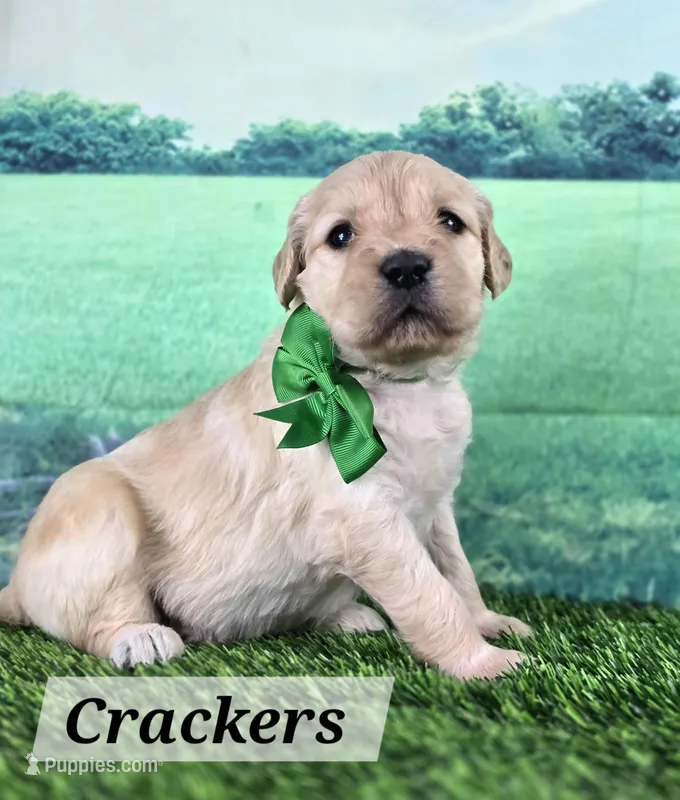 Crackers – Goldendoodle puppy for sale in Eugene, OR