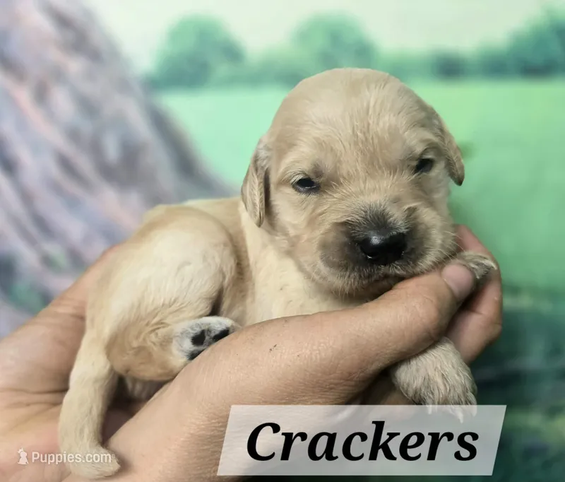 Crackers – Goldendoodle puppy for sale in Eugene, OR