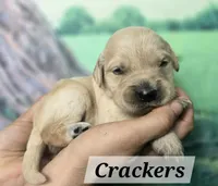 Crackers, a male Goldendoodle for sale in Eugene, OR – 3 of 4