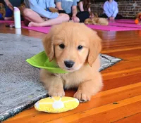 Widget, a male Golden Retriever for sale in Eugene, OR – 2 of 7