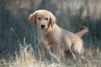 Widget, a male Golden Retriever for sale in Eugene, OR – 2 of 9