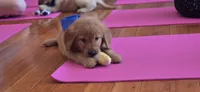 Snarfblat , a male Golden Retriever for sale in Eugene, OR – 5 of 7