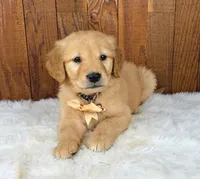 Gubbins, a male Golden Retriever for sale in Eugene, OR – 3 of 8