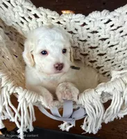 Justice, a male Miniature Goldendoodle for sale in Eugene, OR – 3 of 3