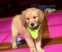 Widget, a male Golden Retriever for sale in Eugene, OR – 4 of 7
