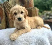 Cliffbar - ESA or Therapy Prospect, a male Goldendoodle for sale in Eugene, OR – 1 of 8