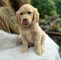 Cheese | Flat Coat Standard Ultra Goldendoodle, a female Goldendoodle for sale in Eugene, OR – 3 of 9