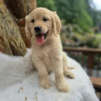 Applesauce | Flat Coat Standard Ultra Goldendoodle, a female Goldendoodle for sale in Eugene, OR – 2 of 10