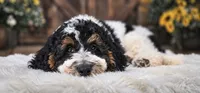 Dragonfly, a female Miniature Goldendoodle for sale in Eugene, OR – 2 of 6
