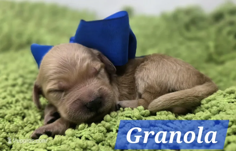 Granola – Goldendoodle puppy for sale in Eugene, OR