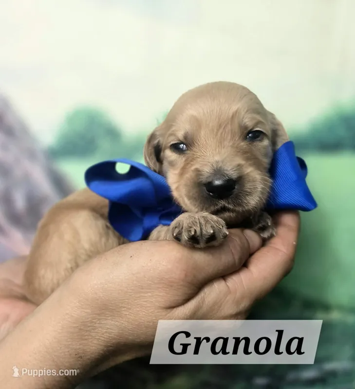 Granola – Goldendoodle puppy for sale in Eugene, OR