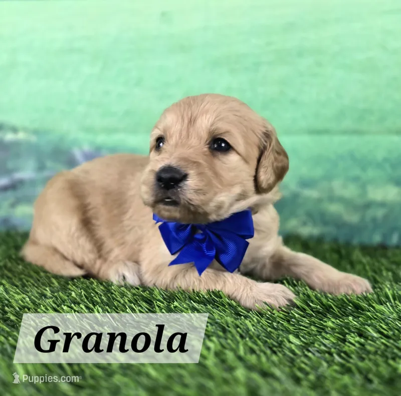 Granola – Goldendoodle puppy for sale in Eugene, OR