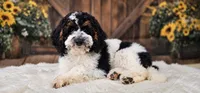 Dragonfly, a female Miniature Goldendoodle for sale in Eugene, OR – 1 of 6