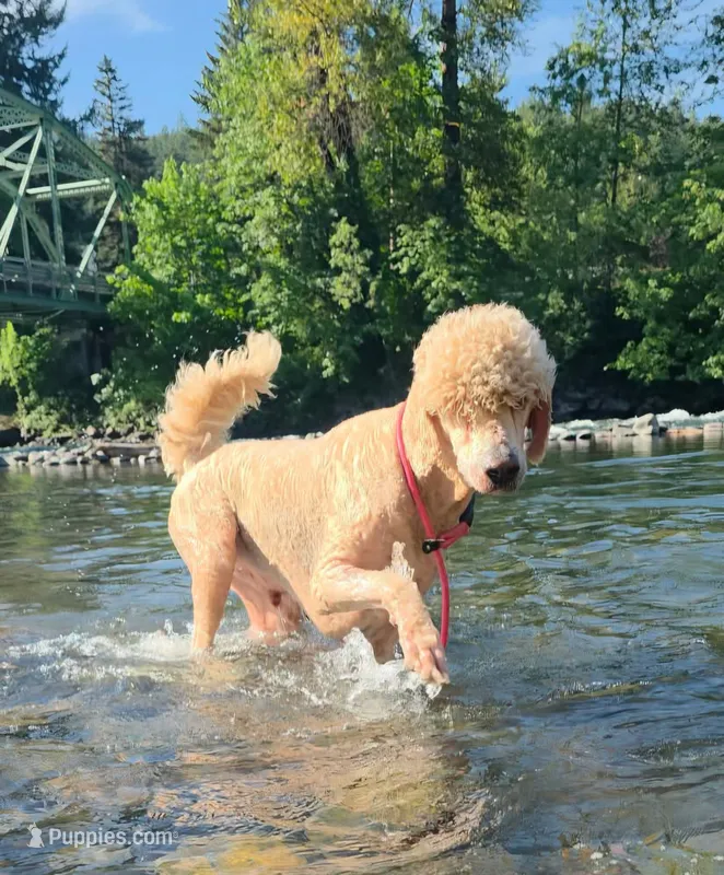 Archie – Goldendoodle puppy for sale in Eugene, OR