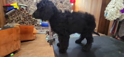 October – Well-Started Goldendoodle | Service & Therapy Prospect, a male English Goldendoodle for sale in Eugene, OR – 7 of 7