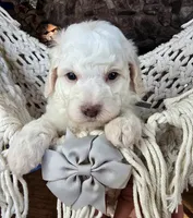 Justice, a male Miniature Goldendoodle for sale in Eugene, OR – 2 of 3