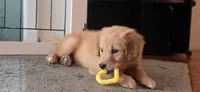 Gubbins, a male Golden Retriever for sale in Eugene, OR – 8 of 8