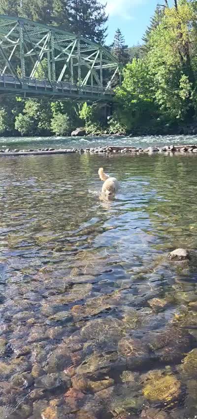 Archie, a male Goldendoodle for sale in Eugene, OR – 1 of 1