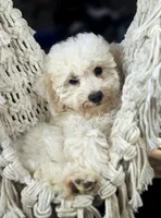 Justice | Expected 10–15 lbs, a male Miniature Goldendoodle for sale in Eugene, OR – 6 of 9