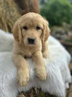 Cheese | Flat Coat Standard Ultra Goldendoodle, a female Goldendoodle for sale in Eugene, OR – 5 of 9