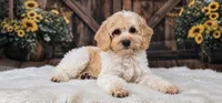 Ladybug, a female Miniature Goldendoodle for sale in Eugene, OR – 4 of 7