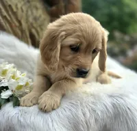 Applesauce | Flat Coat Standard Ultra Goldendoodle, a female Goldendoodle for sale in Eugene, OR – 6 of 10