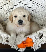 Valor, a male Miniature Goldendoodle for sale in Eugene, OR – 2 of 3