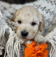 Valor, a male Miniature Goldendoodle for sale in Eugene, OR – 3 of 3