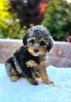 Liberty | Expected 10–15 lbs, a female Miniature Goldendoodle for sale in Eugene, OR – 2 of 7