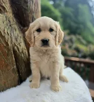 Crackers | Straight Coat Standard Ultra Goldendoodle, a male Goldendoodle for sale in Eugene, OR – 3 of 8