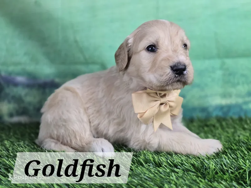 Goldfish – Goldendoodle puppy for sale in Eugene, OR