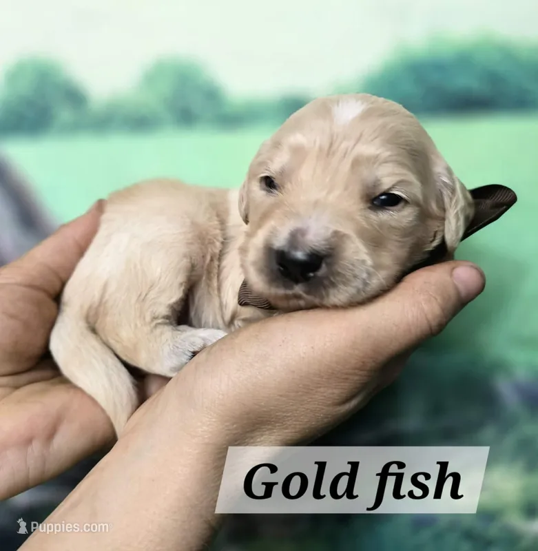Goldfish – Goldendoodle puppy for sale in Eugene, OR
