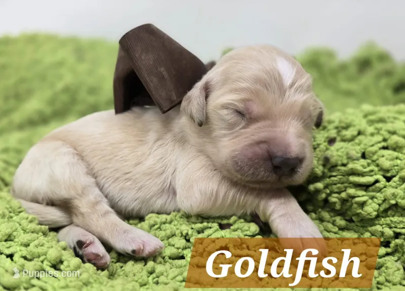 Goldfish – Goldendoodle puppy for sale in Eugene, OR