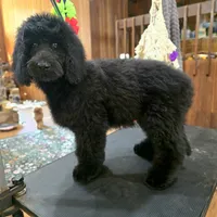 October – Well-Started Goldendoodle | Service & Therapy Prospect, a male English Goldendoodle for sale in Eugene, OR – 5 of 7