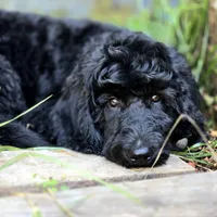 October – Well-Started Goldendoodle | Service & Therapy Prospect, a male English Goldendoodle for sale in Eugene, OR – 2 of 7