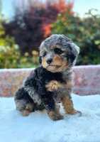 Liberty | Expected 10–15 lbs, a female Miniature Goldendoodle for sale in Eugene, OR – 3 of 7