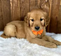 Dinglehopper, a male Golden Retriever for sale in Eugene, OR – 6 of 8