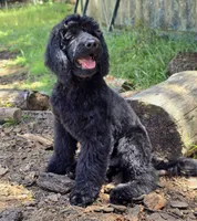October – Well-Started Goldendoodle | Service & Therapy Prospect, a male English Goldendoodle for sale in Eugene, OR – 4 of 7