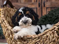 Dragonfly, a female Miniature Goldendoodle for sale in Eugene, OR – 4 of 6