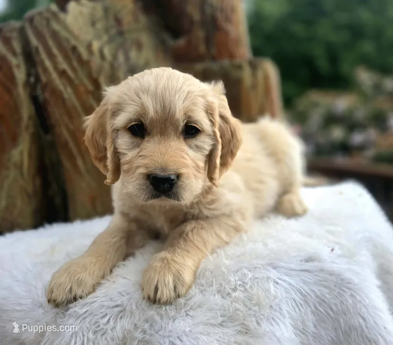 Crackers – Goldendoodle puppy for sale in Eugene, OR
