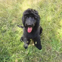 October – Well-Started Goldendoodle | Service & Therapy Prospect, a male English Goldendoodle for sale in Eugene, OR – 6 of 7