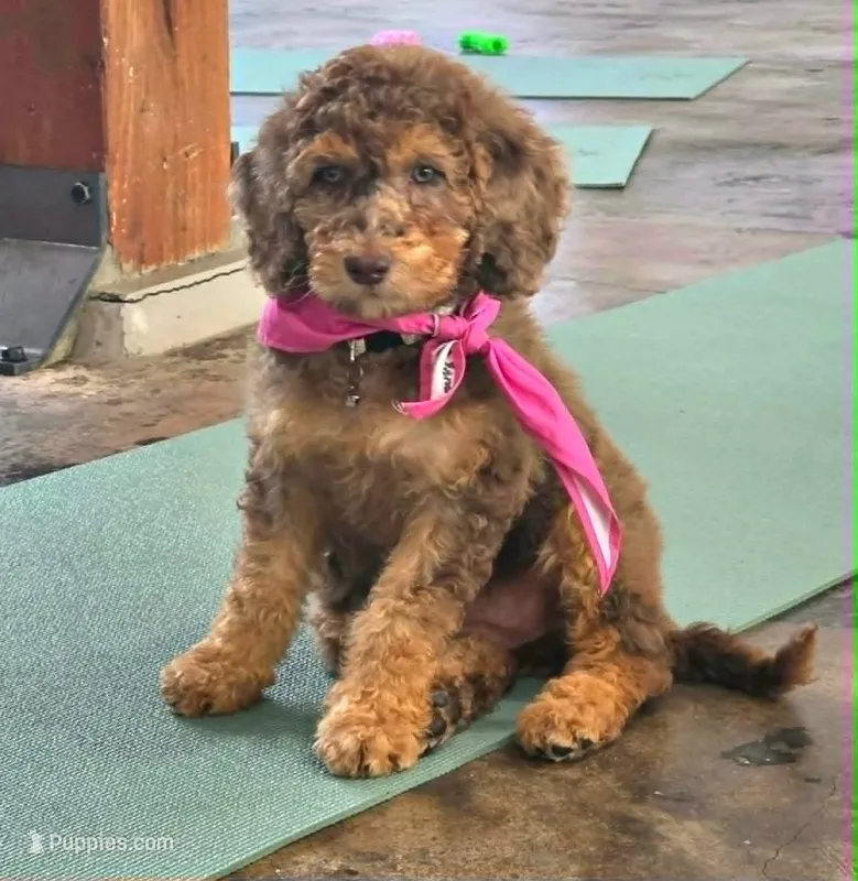 February | Medium 35-40# – English Goldendoodle puppy for sale in Eugene, OR