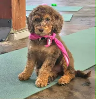 February | Medium 35-40#, a female English Goldendoodle for sale in Eugene, OR – 1 of 7