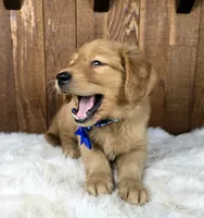 Snarfblat , a male Golden Retriever for sale in Eugene, OR – 2 of 7